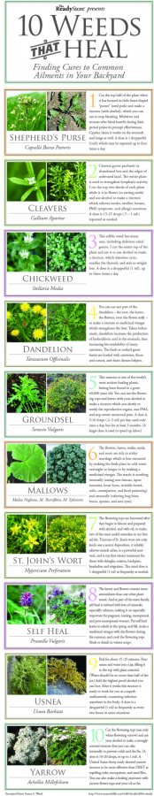 10 common weeds that can heal you.  Another one to print out and use as a Book Marker.jpg