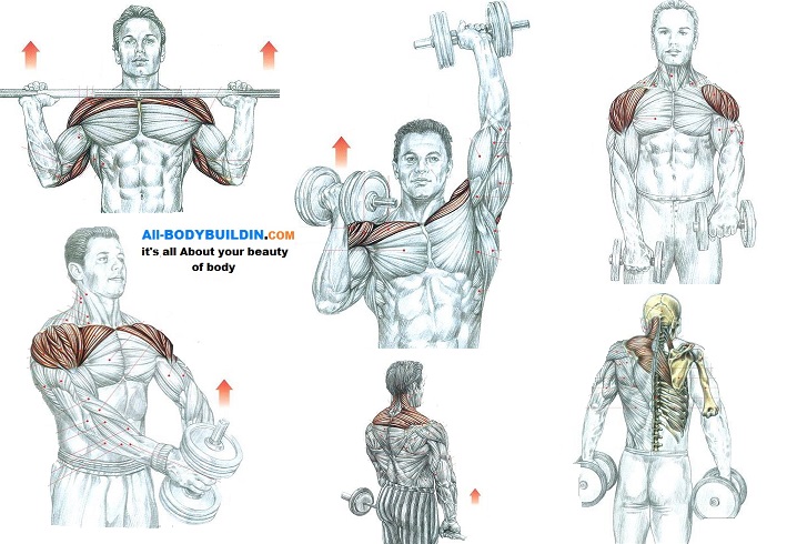 5 Awesome Shoulder Muscle Exercises.jpg