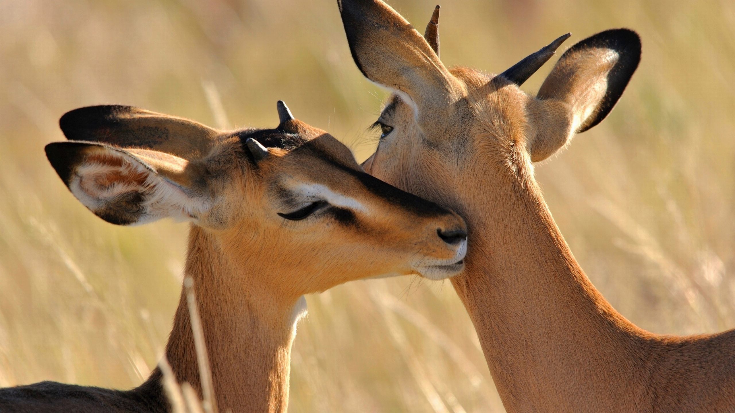 african-antelope-cute-animal-wallpaper.jpg