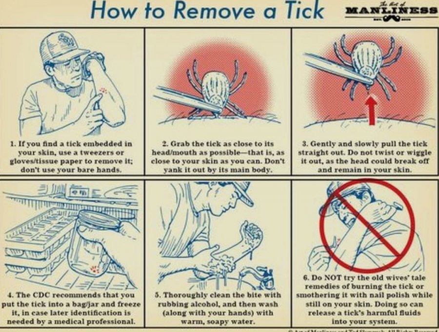Awesome __ __ Info!! _ _ Tick_s can carry a severe form of LYME that can contribute to long te...jpg