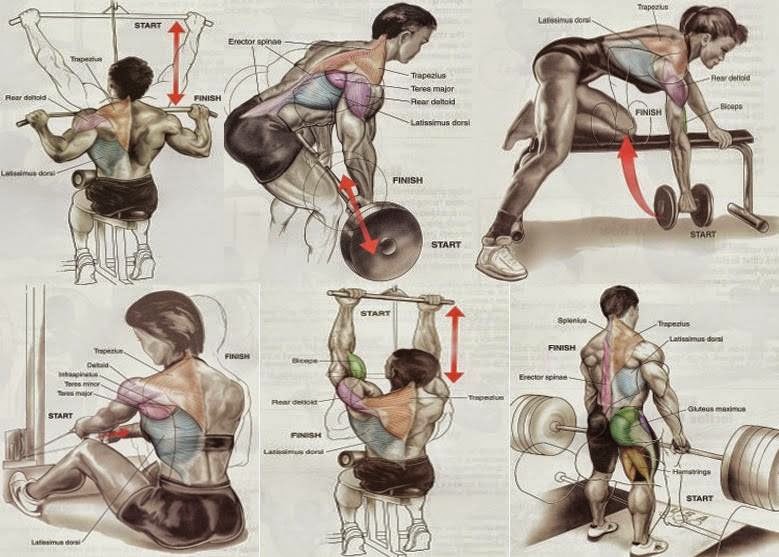 Back exercises.jpg