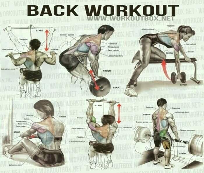 back-workout-healthy-fitness-shoulder-delta-ab-bullworker-exercises-chart-pdf.jpg