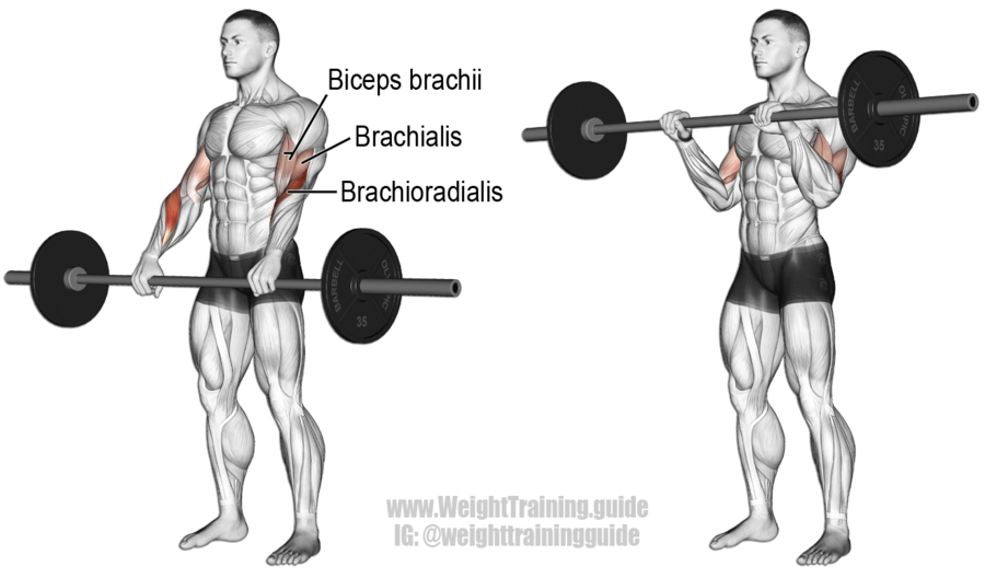 Barbell-Reverse-Curl.png