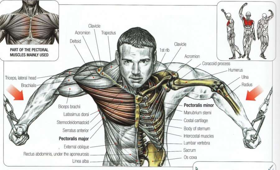 cable-exercises-1024x623.jpg