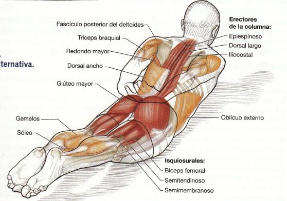 como.trabajar los diferentes musculos de los gluteos - Buscar con Google psoas exercises asana.jpg