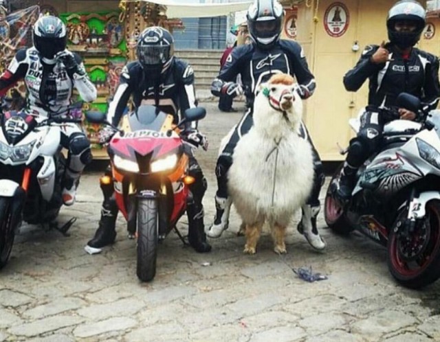 Funny-Russia-Lama-Motorbike.jpg
