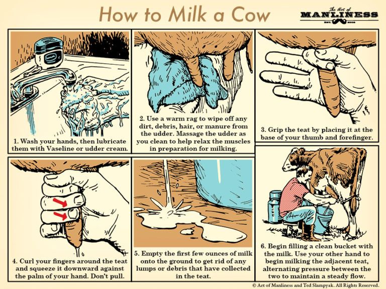 How to Milk a Cow _ The Art of Manliness.jpg