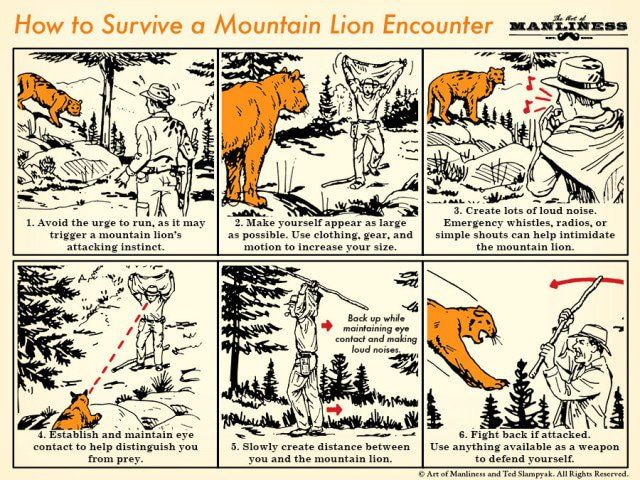 How to Survive a Mountain Lion Encounter.jpg