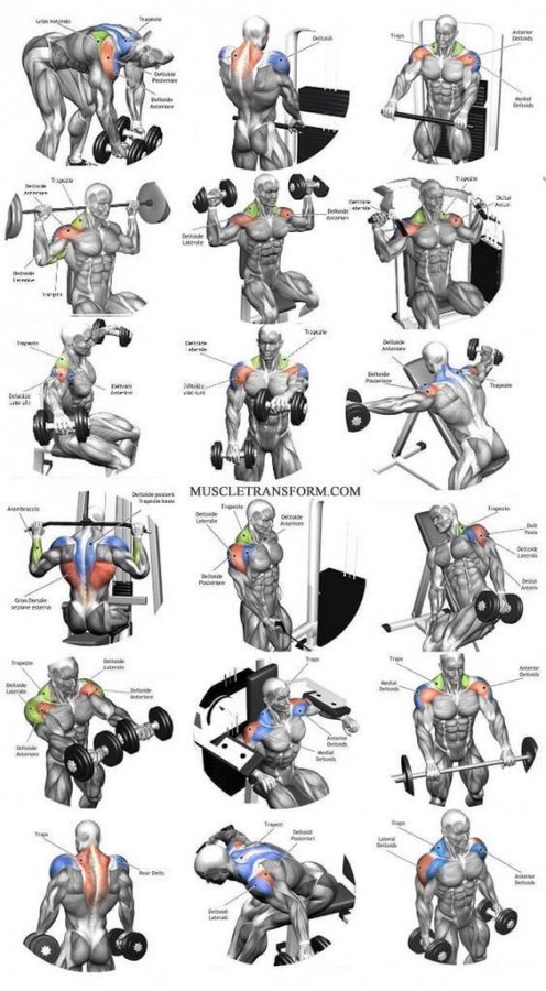 #kasanatomisi #anatomi #muscular #muscle #anatomy #kas #muscularsystem.jpg