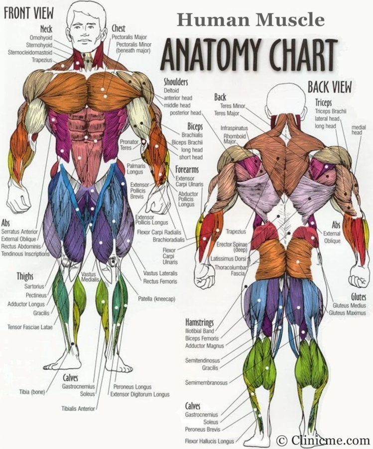 major-muscle-groups-anatomy-body-muscle-groups-diagram-diagram-of-body-muscles-human-muscle.jpg