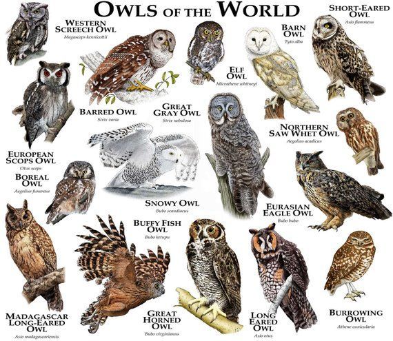 Owls of The World Poster Print -  This Owls of The World Poster Print is just one of the custo...jpg