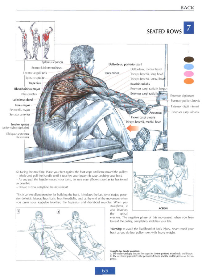 seated-rows-anatomy.jpg