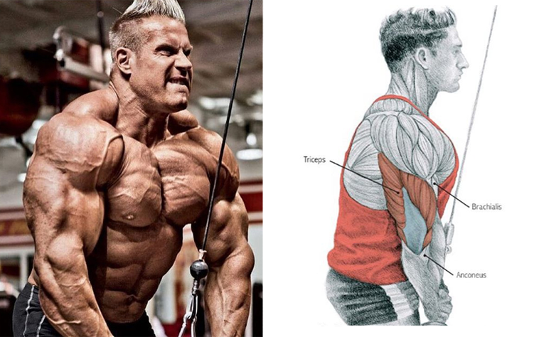 The 8 Best Muscle-Building Triceps Exercises!.png