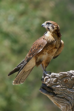 260px-Brown-Falcon%2C-Vic%2C-3.1.2008.jpg