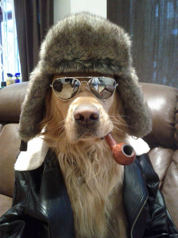 dog-with-wayfarer-sunglasses-620x826.jpg