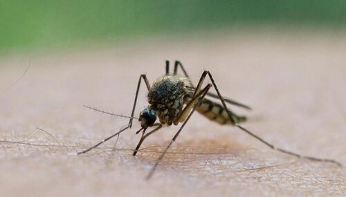 sivrisinek.jpg