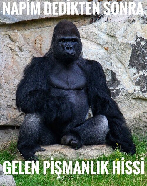 1200px-Gorilla_gorilla_gorilla_01-03.jpeg
