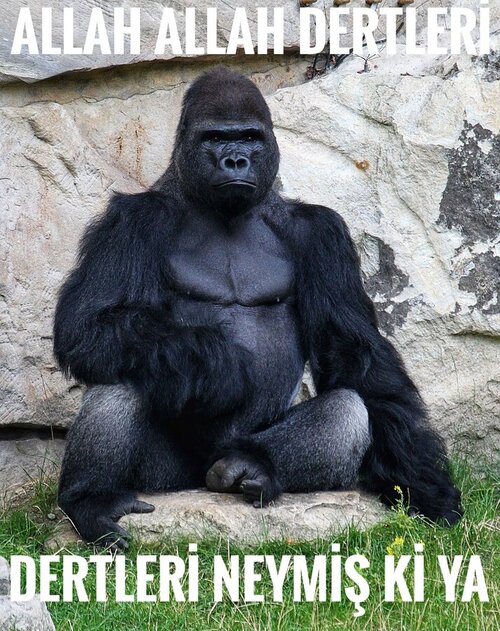 1200px-Gorilla_gorilla_gorilla_01-02.jpeg