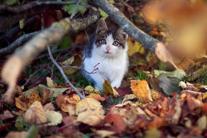 cat-autumn.jpeg