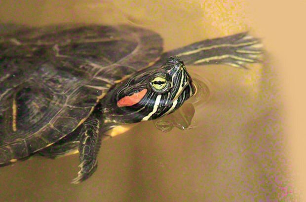 2006098_620x410.jpg