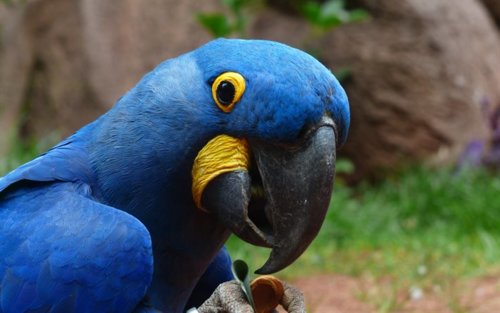 thumb2-parrots-birds-macaws-blue-parrot.jpg