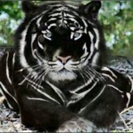 blacktiger