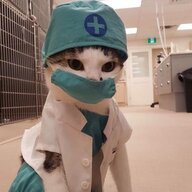 doctorxcat