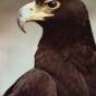 BLacK.EaGLe