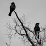 Velvetskin & the Crow