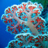 Mercan Resifi