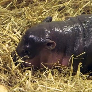 Adorable baby  hippo - Video Dailymotion