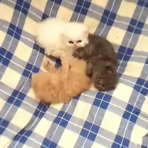 Cute Kittens - Video Dailymotion