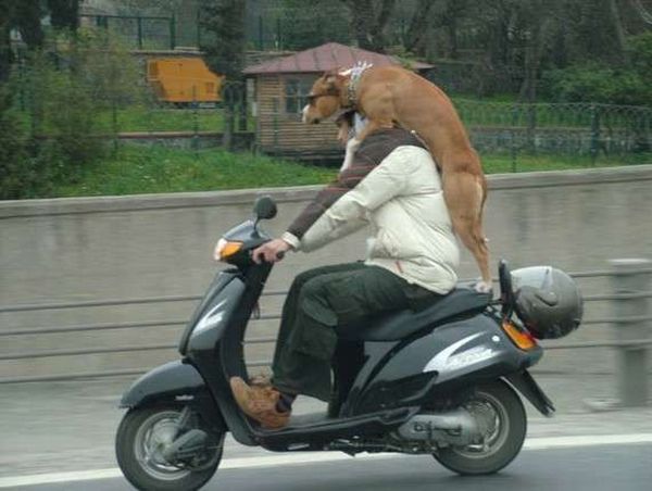 1270999143-taking-the-dog-on-a-scooter-big.jpg