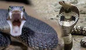 Rüyada yılan görmek kötü mü | Rüyada siyah yılan görmenin tabiri ...