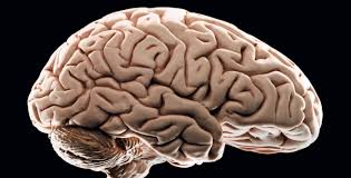 Beyin hakkında bilmediklerimiz... | e-Psikiyatri