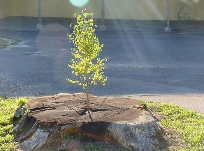 80+ Badass Trees That Just Won’t Give Up, http photovide.com badass-trees-refuse-die Check mor...jpg