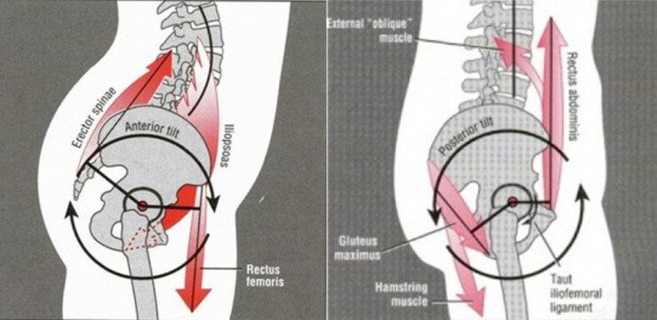 A good posture indicates proper distribution of stress to the intended muscles and ligaments. ...jpg