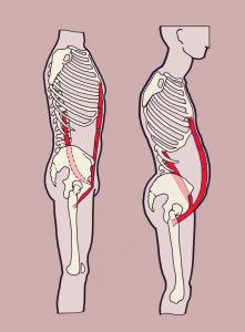 A tight psoas can give the appearance of having a pot belly stomach that is not necessarily ab...jpg