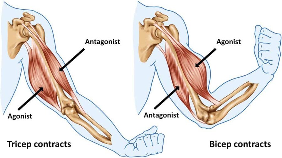 agonist-antagonist-muscles.jpg