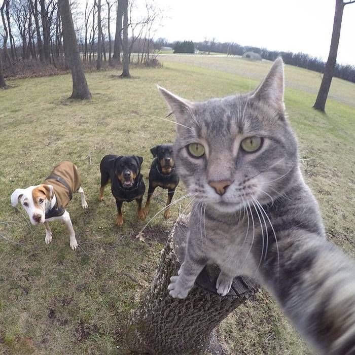 Animals Posing for Their Hotly Anticipated Album Covers , http photovide.com animals-posing-al...jpg