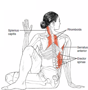 Ardha Matsyendrasana Half Lord of the Fishes Pose _ Leslie Kaminoff's Yoga Anatomy B E N E F I...png