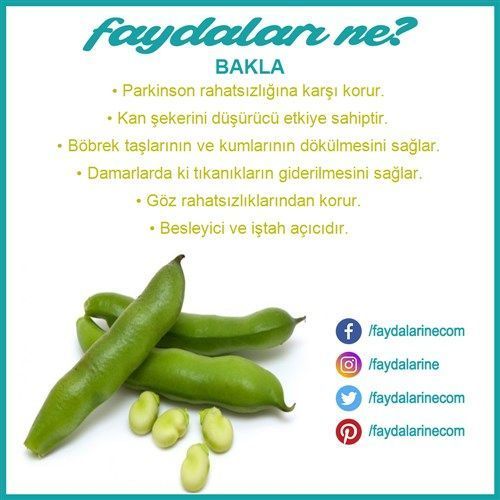 bakla” için arama sonuçları #bakla #baklanınfaydaları #baklanın faydaları ne #faydaları #zarar...jpg