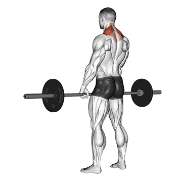 Barbell-Shrug.gif