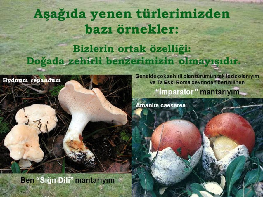 Bizlerin+ortak+özelliği_+Doğada+zehirli+benzerimizin+olmayışıdır..jpg