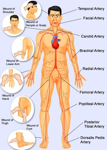 blood-pressure-points-left.jpg