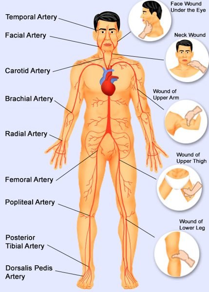 blood-pressure-points-right.jpg