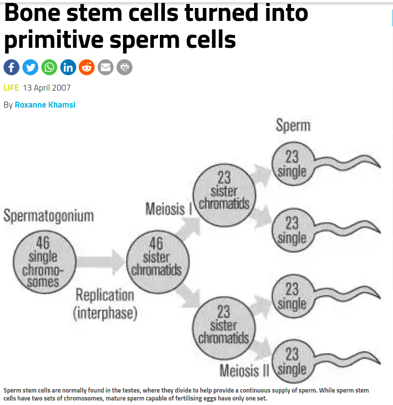 bone stem.png
