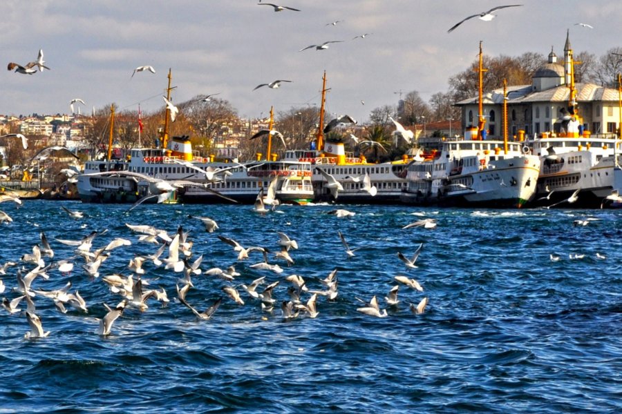 city_sea_birds_turkey_ship_seagull_turkiye_istanbul-969655.jpg