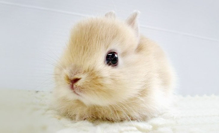 cutest-bunny-rabbits-18.jpg