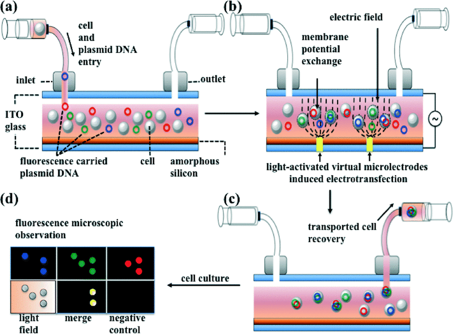Dielectrophoretically-assisted electroporation using light..gif